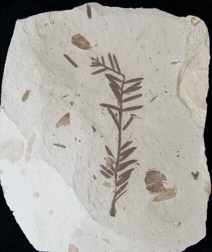 Metasequoia (Dawn Redwood) Fossil - Montana #15862